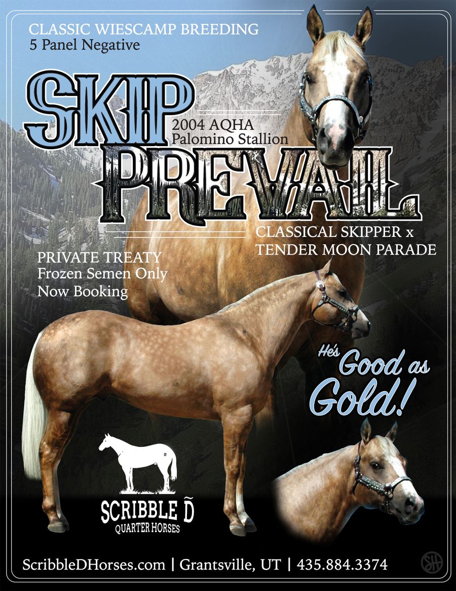 Scribble D Quarter Horses Shoemaker Skipper W Breeding